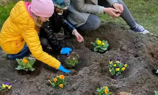 Na zdjęciu widzimy dzieci sadzące bratki w szkolnym ogródku.