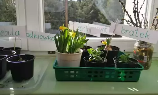 Na zdjęciu widzimy wiosenne rośliny zasadzone w doniczkach przez uczniów z klasy Zero